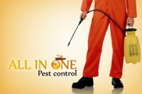 /album/photogallery/cucarachas-jpg/